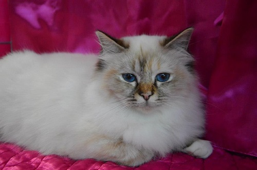 sacro di birmania seal tortie tabby